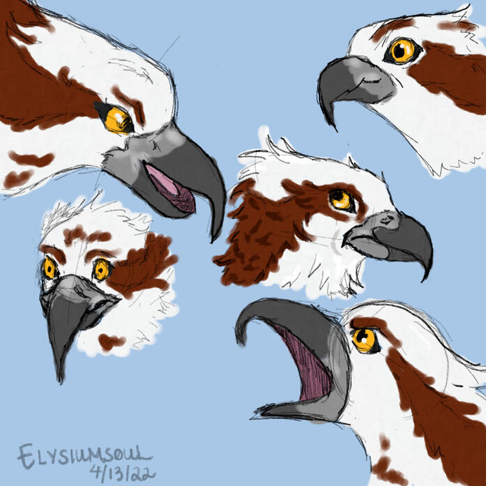 Ospreys Compilation