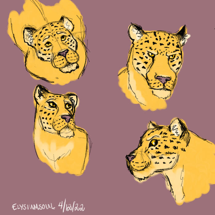 Leopards Compilation